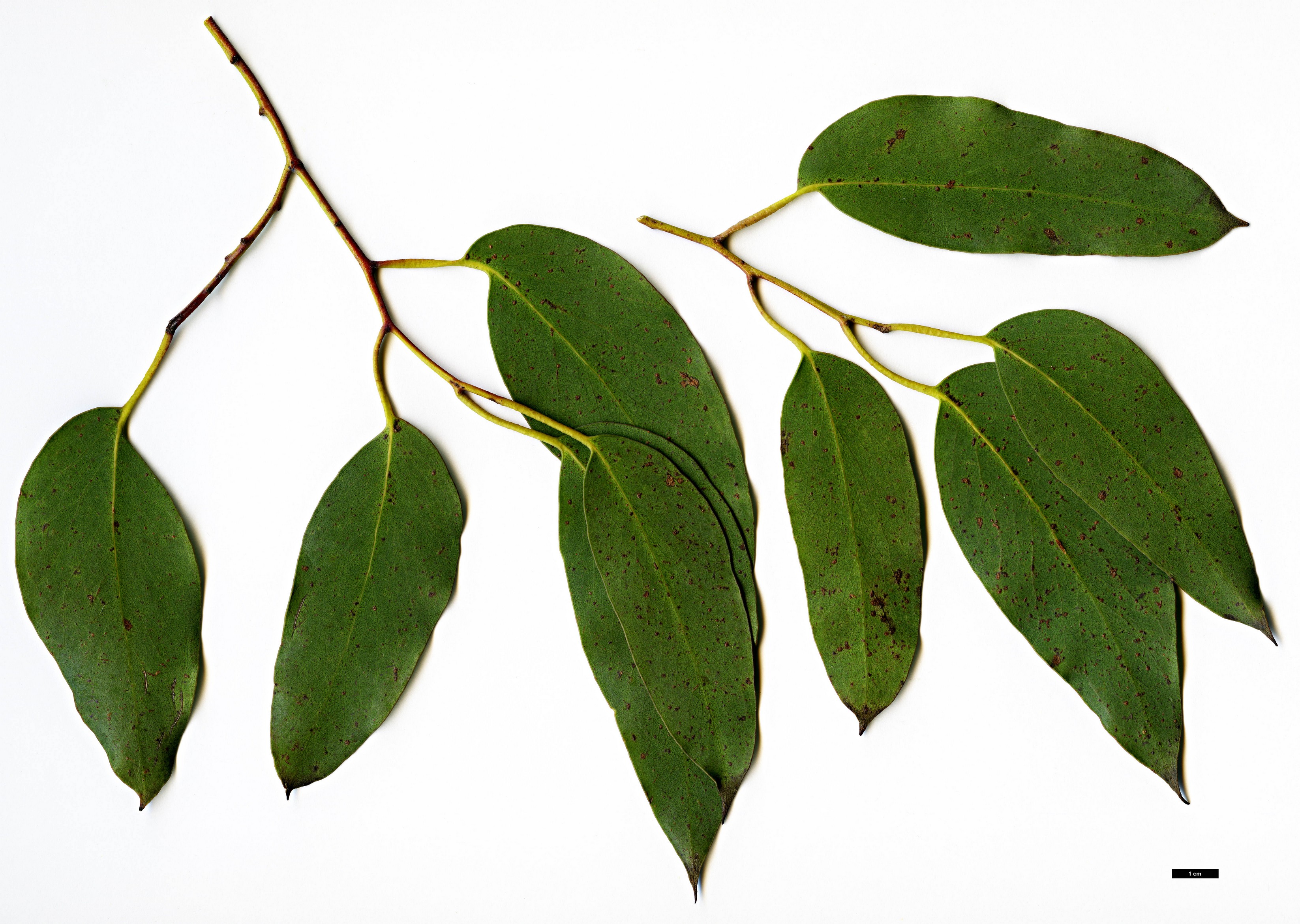 High resolution image: Family: Myrtaceae - Genus: Eucalyptus - Taxon: delegatensis - SpeciesSub: subsp. tasmaniensis